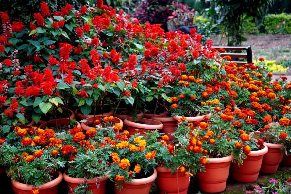 Créer un jardin potager en bacs : astuces pour maximiser un petit espace !