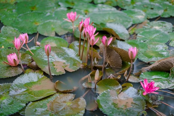 Guide Pratique pour Aménager un Havre de Plantes Aquatiques dans un Petit Espace Urbain