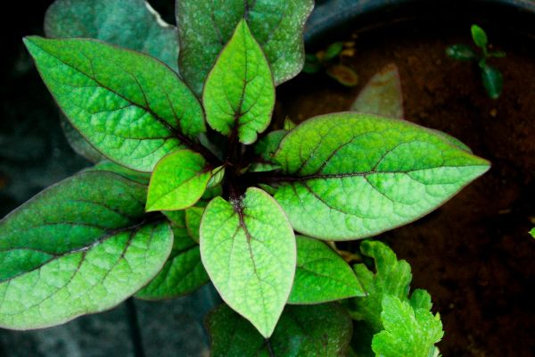 Guide Pratique pour Sélectionner les Plantes Médicinales Parfaites dans un Jardin Urbain de Légumes